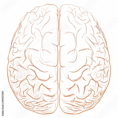 Illustration of a human brain viewed from above with orange lines