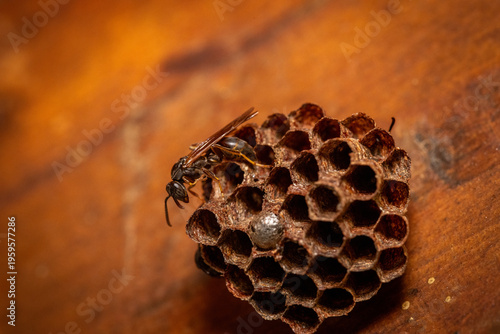 Bilde på lerret Marimbondos Hymenoptera (Vespidae)