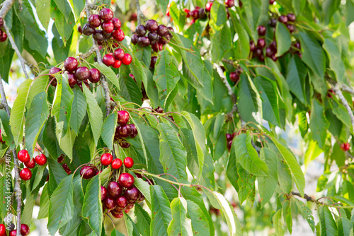 Red cherry hanging on a tree in the summer garden.