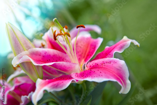 Macro pink lily flower isolated on green background