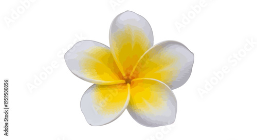 A beautiful white and yellow plumeria flower isolated on a white background