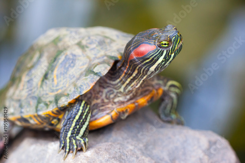 Canvas Print Close-up of red-eared slider turtle (Trachemys scripta elegans) with colorful shell and striped head, aquatic reptile portrait