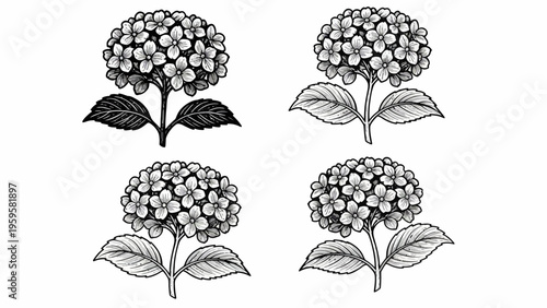 Detailed black and white illustration of a hydrangeas flower with leaves