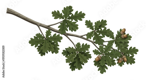 Lush Green Oak Tree Branch with Ripe Acorns, Representing Nature's Autumn Bounty and Forest Life