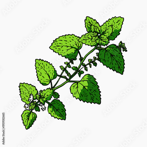Flat vector illustration of a bold lemon balm plant, suitable for herbal product packaging, health blogs, or botanical designs.