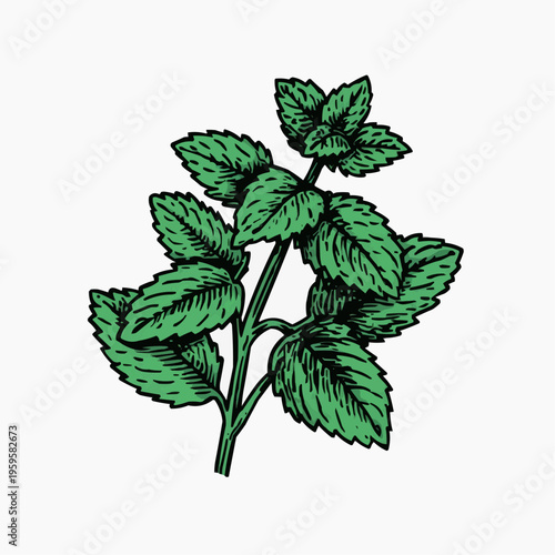 Flat vector illustration of a bold mint plant with several bright green leaves, suitable for culinary blogs, herbal product packaging, or refreshing drink menus.