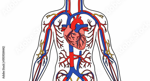 Detailed illustration of the human circulatory system with heart, arteries and veins