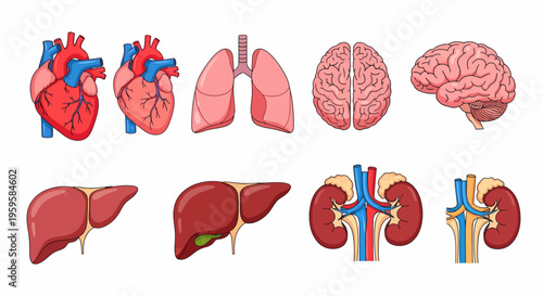 Collection of detailed human internal organ illustrations for medical education