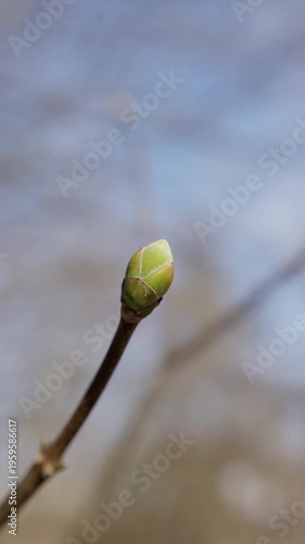 Tender Bud Captured With Blurry Soft Background. Fragile Plant Detail Shown With Tranquil Spring Ambiance. Delicate Flower Closeup Emphasizing Textured Scales And Serene Nature Setting
