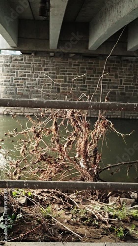 Calm Urban Waterway With Overhanging Branches. Serene City Riverbank Enveloped In Fog And Green Foliage. Tranquil Urban Waterway Beneath Bridge With Misty Surroundings And Scattered Plants