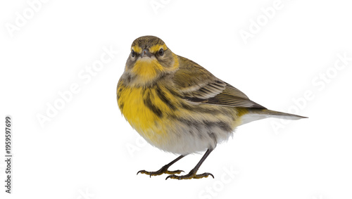 Картината върху платно Vibrant yellow and olive-brown warbler bird, a small passerine species, standing
