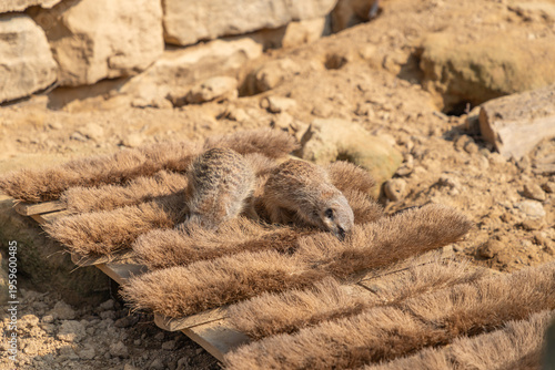 Canvas Print Two meerkats dig through brush at the zoo.