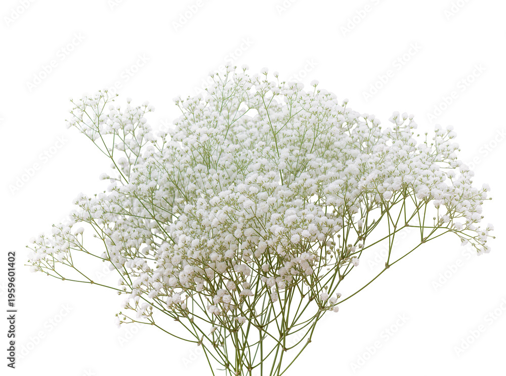 Obraz premium Delicate white baby s breath flowers, a beautiful airy bouquet with green stems, perfectly isolated PNG on transparent background for elegant floral designs
