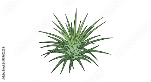 A single air plant with numerous spiky, elongated green leaves radiating outwards is depicted on a white background.