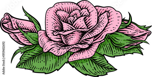A rose flower woodcut illus...