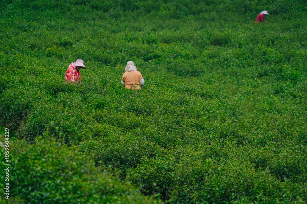 Fototapeta premium Farmers in the tea plantation are picking tea leaves.