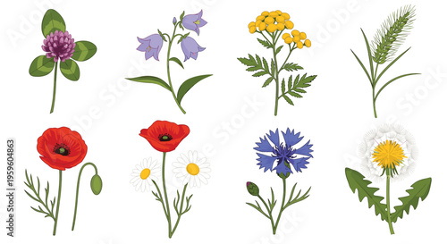 Collection of different types of beautiful wildflowers such as red poppies, blue cornflowers, and yellow tansy.
