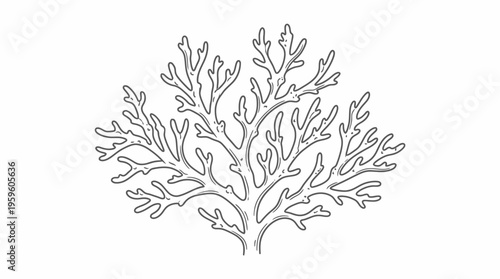 Detailed black and white line art illustration of a branching coral-like structure, showcasing intricate organic patterns and natural forms.