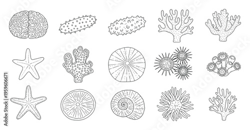 Outline hand drawn collection of diverse marine life, featuring brain coral, sea cucumbers, starfish, branching corals, sea urchins, and various shells, ideal for ocean themed educational