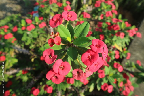 Canvastavla Vibrant pink crown of thorns plant blooming under bright daylight