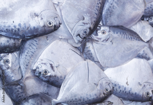 Cuadro en lienzo Raw razor moonfish as background