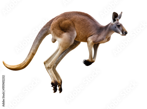 Obraz na plátne Dynamic red kangaroo leaping through the air, a powerful marsupial captured in m
