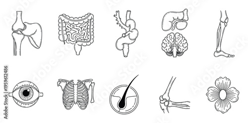 Comprehensive collection of human internal organs, skeletal joints, body parts, and a botanical bloom in detailed black and white line drawings for medical and educational uses