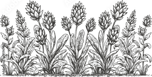 Hand drawn wildflower plants with leafy stems growing in a natural garden border