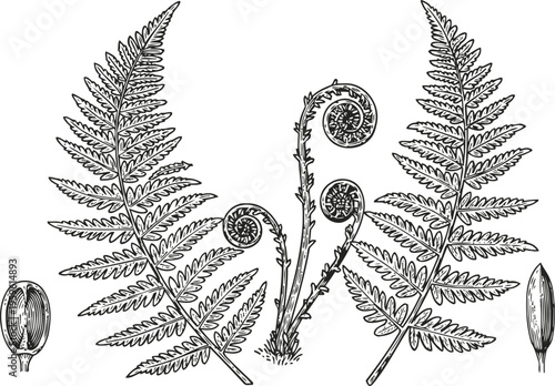 botanical drawing of fern leaves and fiddleheads with spore cases detailed illustration
