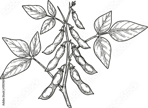 Soybean plant illustration with pods and leaves botanical drawing of legume crop for agriculture and nutrition study