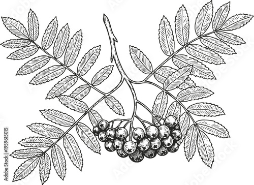 Vintage botanical illustration of rowan branch with leaves and cluster of berries in black and white