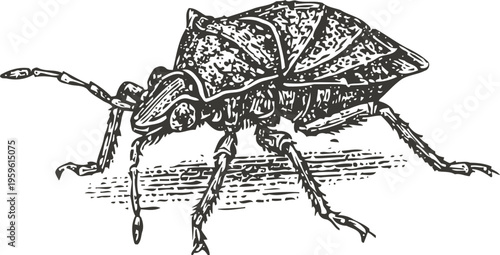 Detailed black and white illustration of a beetle insect with segmented body and antennae