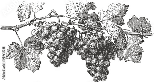 Vintage illustration of ripe grape clusters on vine with leaves, classic botanical fruit drawing