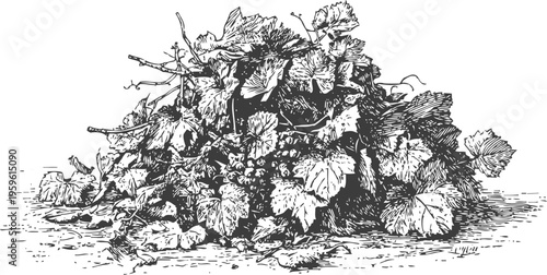 Pile of grapevine branches and leaves vintage botanical illustration of pruned vine with detailed foliage and stems