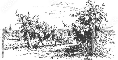 Vintage vineyard landscape with grapevines growing on wooden supports in rural farmland scene