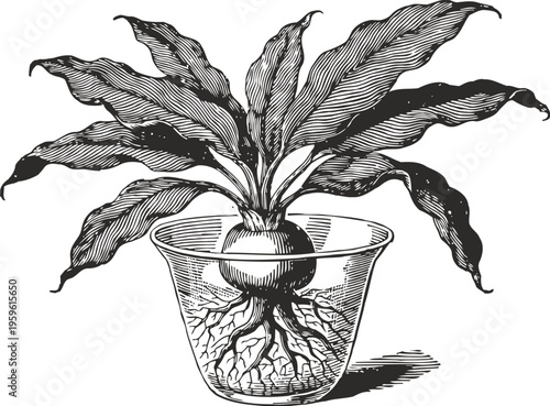 black and white botanical illustration of a plant with broad leaves and visible roots in a transparent pot