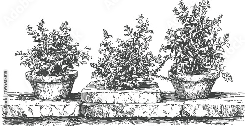 three potted plants on stone ledge hand drawn vintage botanical illustration of foliage in containers