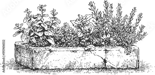 Herb garden planter with basil, thyme, rosemary, and parsley growing in a wooden box illustration