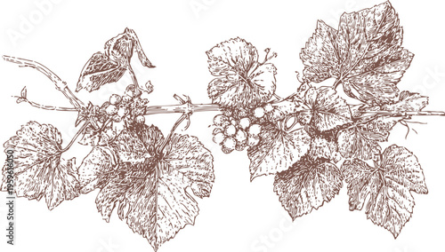 detailed vintage illustration of grapevine branch with leaves and grape clusters in sepia tones