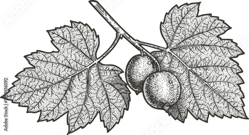 black and white grapevine branch illustration with textured leaves and clustered grapes