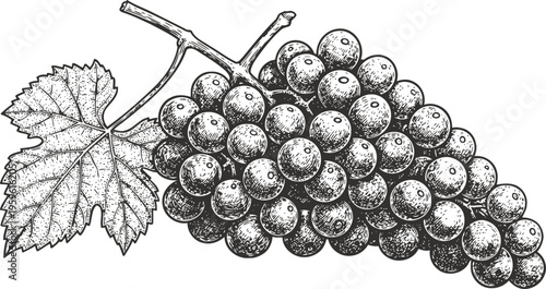 Hand drawn grape cluster with leaf vintage botanical illustration of fruit bunch ripe on vine