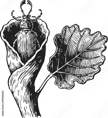 beetle on tree branch with leaf vintage insect illustration in detailed line art