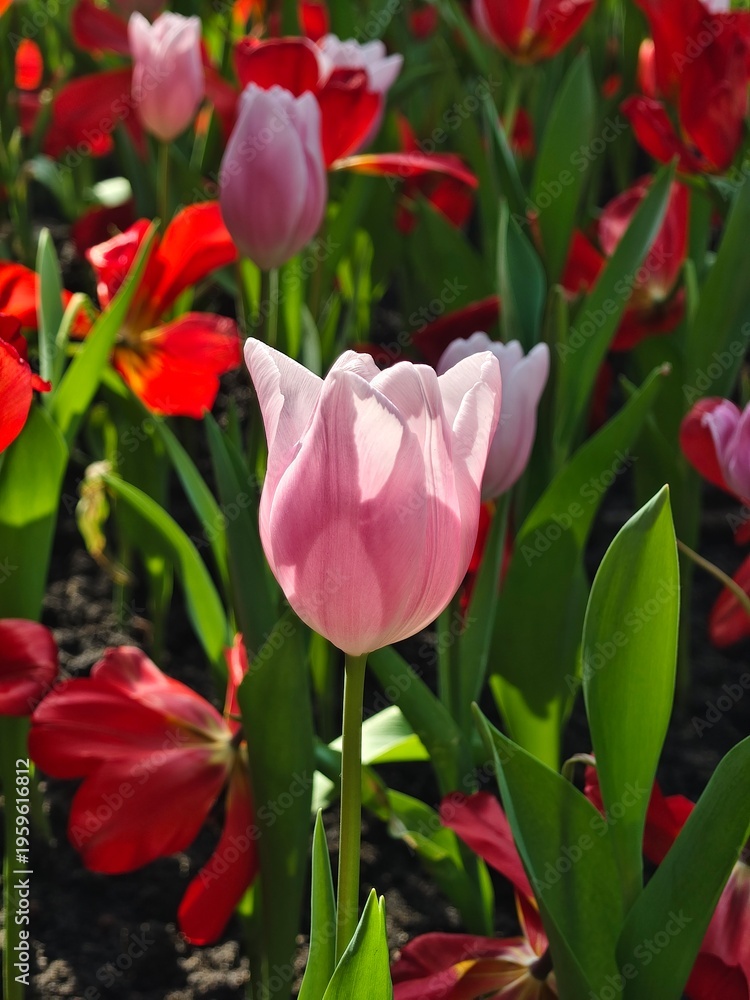 Fototapeta premium A cluster of vibrant purple tulips blooming in a lush green garden, capturing the essence of spring with soft pastel petals and natural lighting.