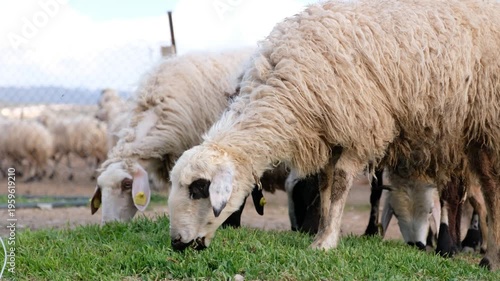 Close-up view of sheep grazing on fresh grass in a rural farm setting. Soft wool texture, tagged ears and calm feeding behavior create an authentic livestock scene in natural light.