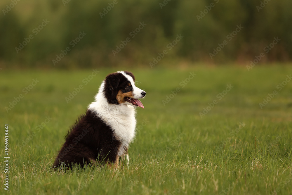 Obraz premium Australian Shepherd puppy sitting in green field at sunset. Cute tricolor aussie dog in summer meadow profile portrait. Beautiful pet nature landscape background with copy space for some text message 