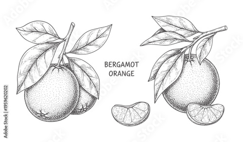 Hand drawn bergamot oranges branches with leaves and slices fruit citrus