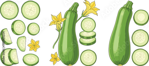 Zucchini vegetable collection with whole squash, slices, and flowers, fresh organic food vector illustration for cooking, healthy diet, and farm produce design