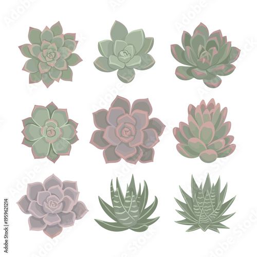 Colorful Succulent Plants and Rose Echeveria Set