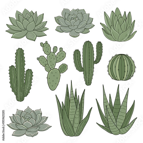 Variety of Green Cactus and Succulent Collection