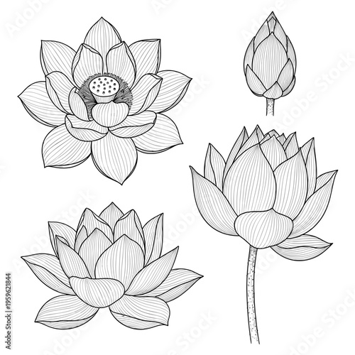 Detailed Lotus Flower and Bud Botanical Sketches